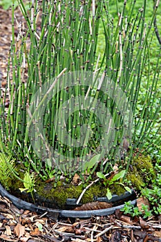 Equisetum arvense Equisetaceae PrÃªle des champs.Field horsetai