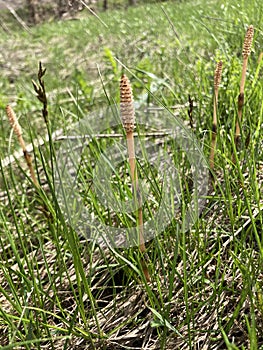 Equisetum arvense, the field horsetail or common horsetail, is an herbaceous perennial plant of the family Equisetaceae.