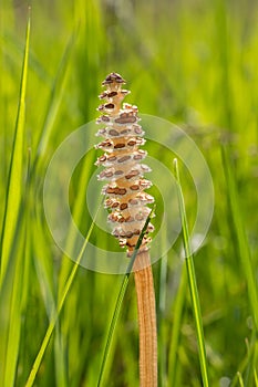 Equisetum arvense, the field horsetail or common horsetail, is an herbaceous perennial plant of the family Equisetaceae. Horsetail