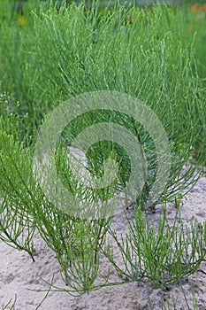 Equisetum arvense, the field horsetail or common horsetail - herbal plant.