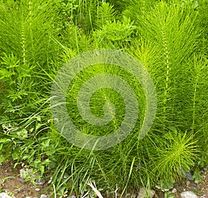 Equisetum arvense. Horsetail. Equisetum. Snake grass. Puzzlegras