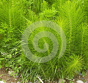 Equisetum arvense. Horsetail. Equisetum. Snake grass. Puzzlegras photo