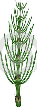 Equisetum arvense horsetail green plant on white background