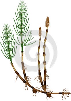 Equisetum arvense horsetail sporophyte with fertile and sterile stems, tuber and rhizome