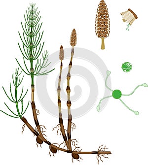 Equisetum arvense horsetail sporophyte with strobilus, sporangiophore and spore with uncoiled elaters