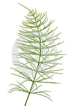 Equisetum arvense plant