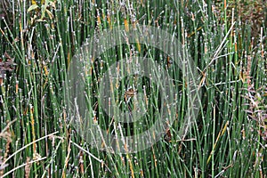 Equisetum Bamboo Grass