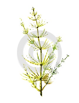 Equisetum. Drawing by hand