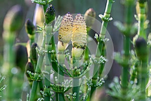 Equisetum fluviatile, water horsetail flowers closeup selective focus