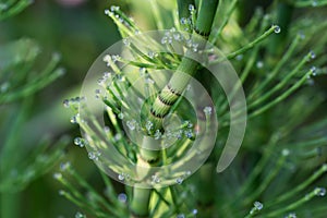 Equisetum fluviatile, water horsetail stem closeup selective focus