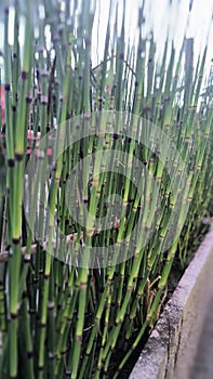 Equisetum giganteum as known as rough horsetail. It's look like small green bamboo.