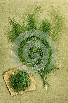 Equisetum, horsetail,.Dried herbs. Herbal medicine, phytotherapy medicinal herbs.