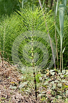 Equisetum