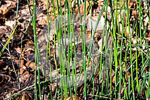 Equisetum hyemale, commonly known as rough horsetail, scouring rush