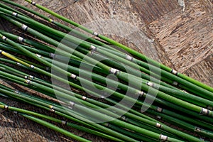 Equisetum hyemale, commonly known as rough horsetail, scouring rush