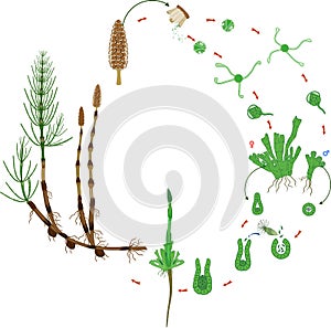 Equisetum life cycle. Diagram of life cycle of horsetail Equisetum Arvense with dioecious gametophyte