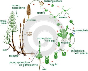 Equisetum life cycle. Diagram of life cycle of horsetail Equisetum Arvense with dioecious gametophyte and titles