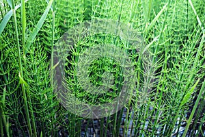 Equisetum plants in dark water