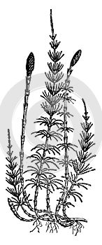 Equisetum sylvaticum horsetail, vintage engraving