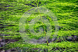 Equisetum sylvaticum or wood horsetail