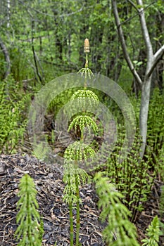 Equisetum sylvaticum; Wood horsetail