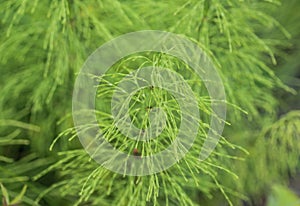 Equisetum sylvaticum, the wood horsetail, growing in the forest photo