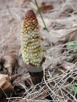 Equisetum telmateia close up