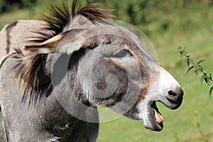 Equus africanus asinus