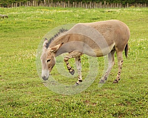 Equus africanus somalicus