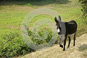 EQUUS ASINUS, DONKEY, walking