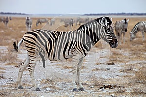 Equus burchelli antiquorum, Damara zebra
