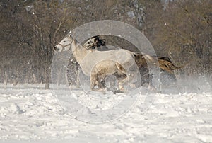 Equus ferus caballus