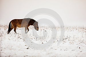 Equus ferus przewalskii , also called the takhi, Mongolian wild horse or Dzungarian horse