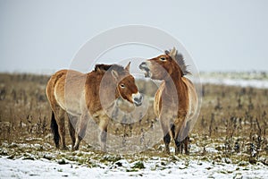 Equus ferus przewalskii , also called the takhi, Mongolian wild horse or Dzungarian horse, They`re having a nice time