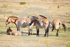 Equus ferus przewalskii, beautiful wild horses in natural habitat.