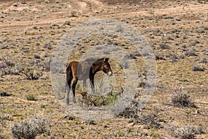 Equus ferus przewalskii wild horse