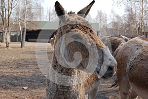 Equus hemionus in zoo