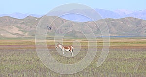 Equus kiang in grasslands