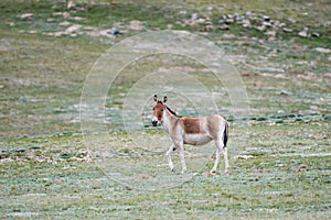 Equus kiang, wild ass