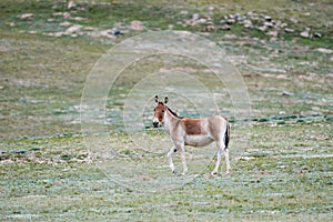 Equus kiang, wild ass photo