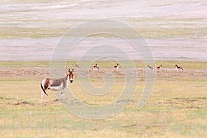 Equus kiang in qinghai