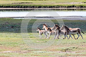 Equus kiang, wild ass in three river source region photo