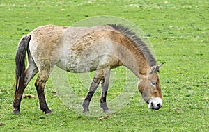 Equus przewalskii - wild horse