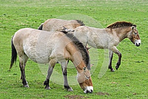 Equus przewalskii - wild horses