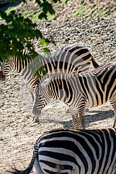 Equus quagga, common zebra