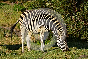 Plains zebra grazing in grassland of South African game farm