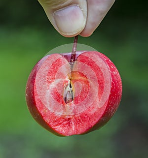 Era Redlowe, eating apple malus domestica with red flesh.