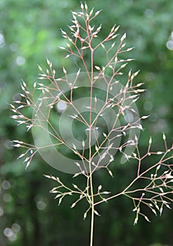 Eragrostis intermedia, Plains Lovegrass