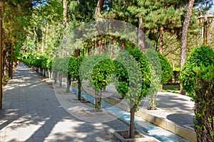 Eram Garden in Shiraz. Iran