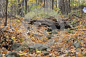 Eramosa Karst Conservation Area - October 26, 2014